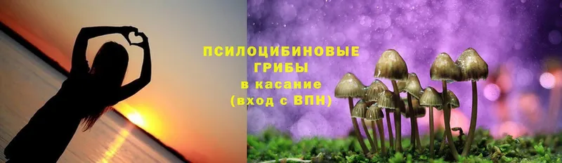 магазин  наркотиков  Верхнеуральск  Псилоцибиновые грибы Psilocybe 